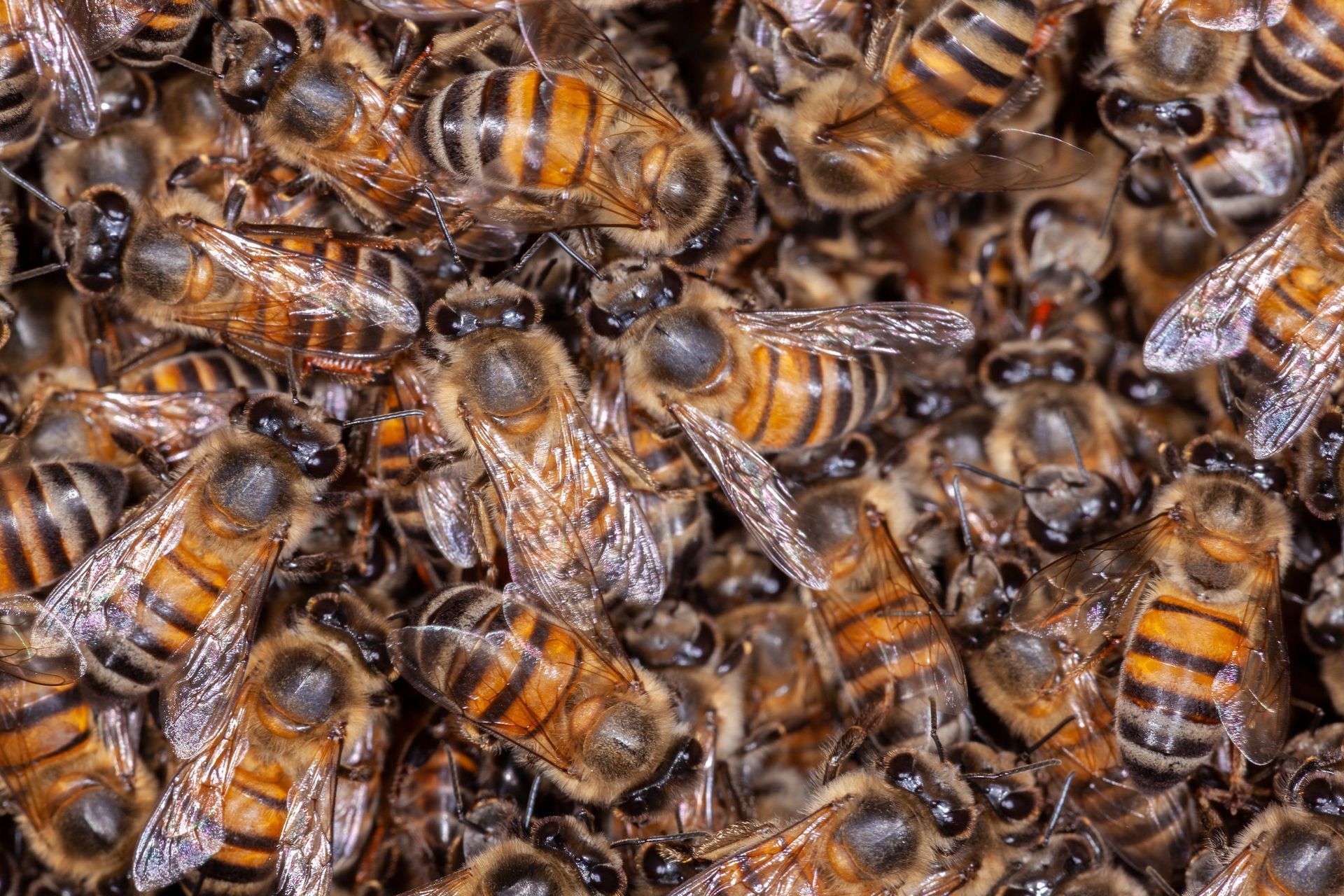 honey bees and wasps control
