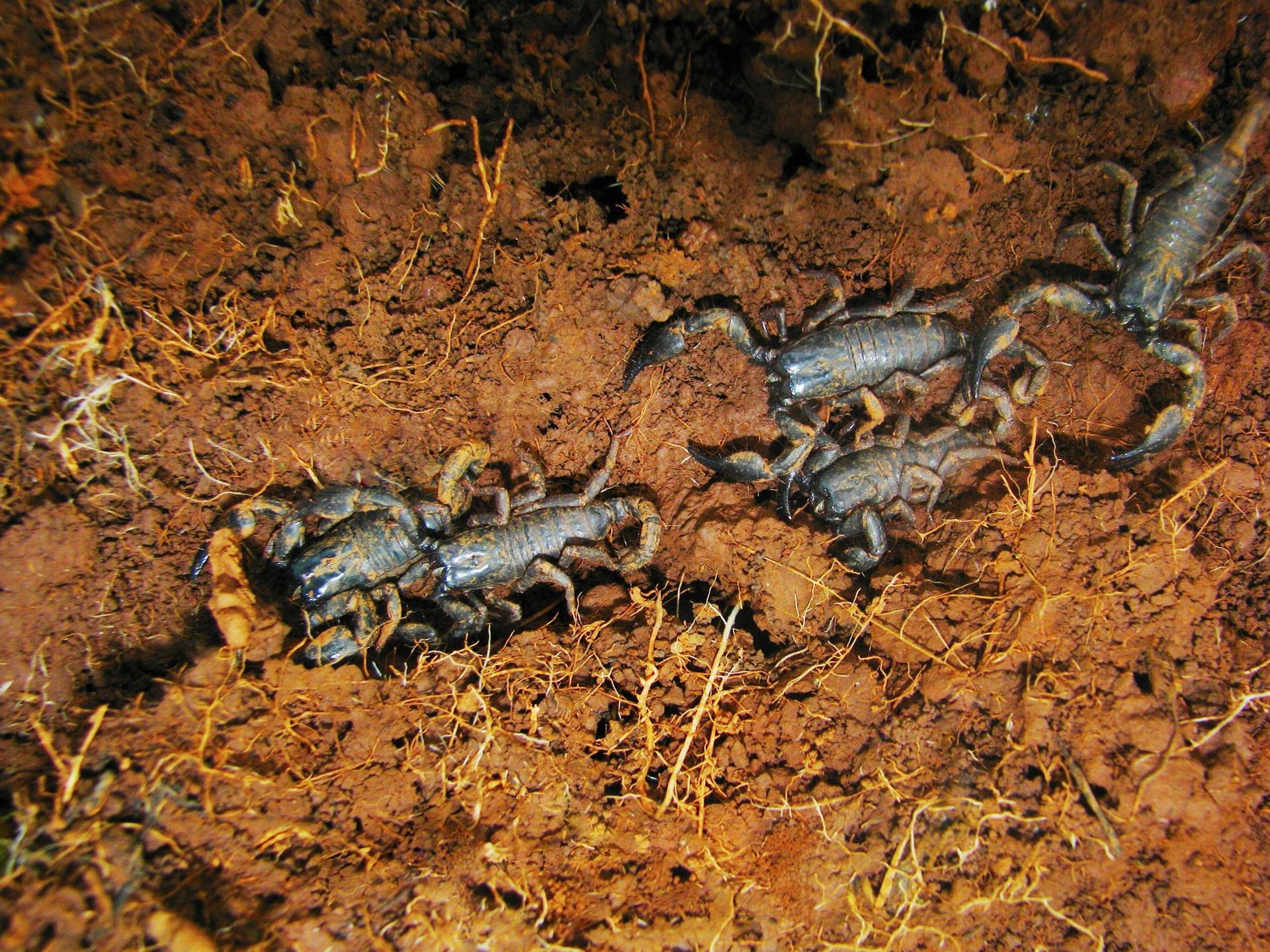 scorpions control
