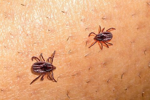 ticks control
