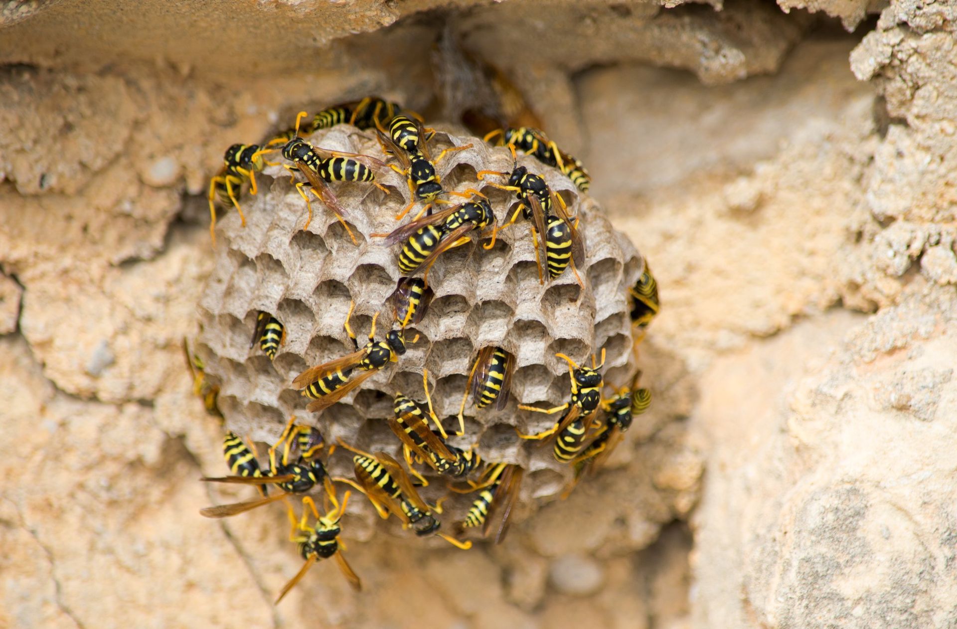 wasps control