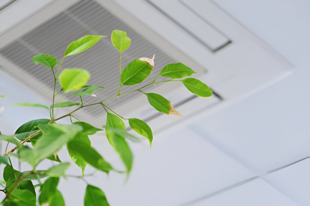 A plant is growing under a ceiling air conditioner.