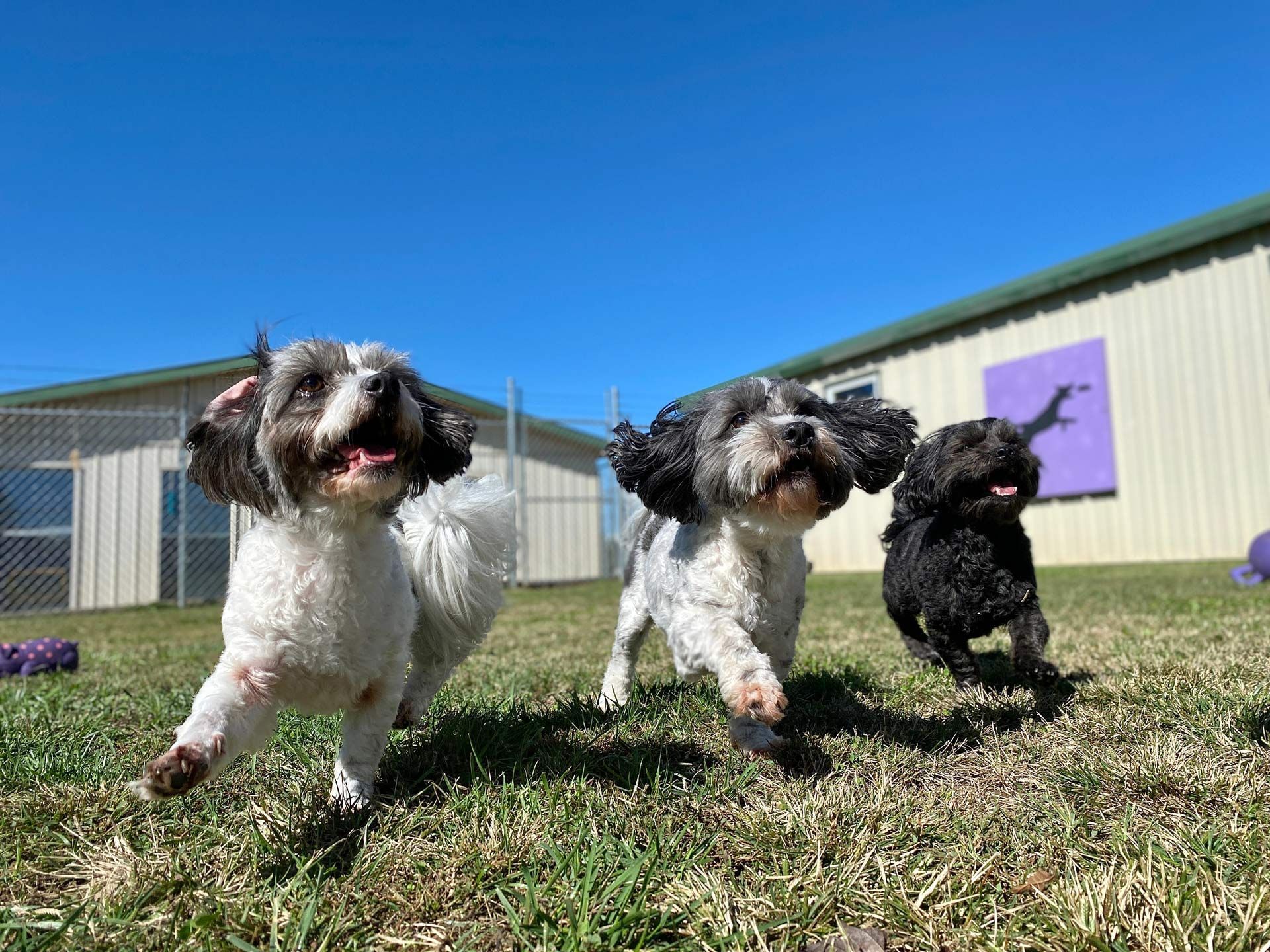 Cute Dogs Running in Boarding Resort Field