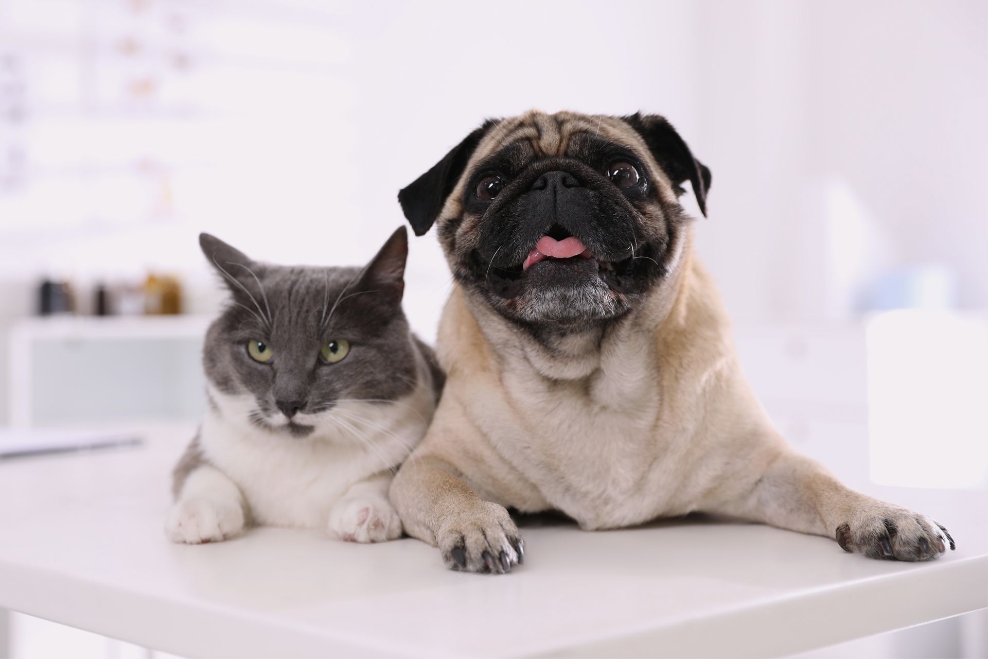 Dog and Cat on Table