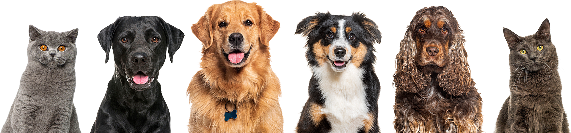 Cats and Dogs Cats and Dogs