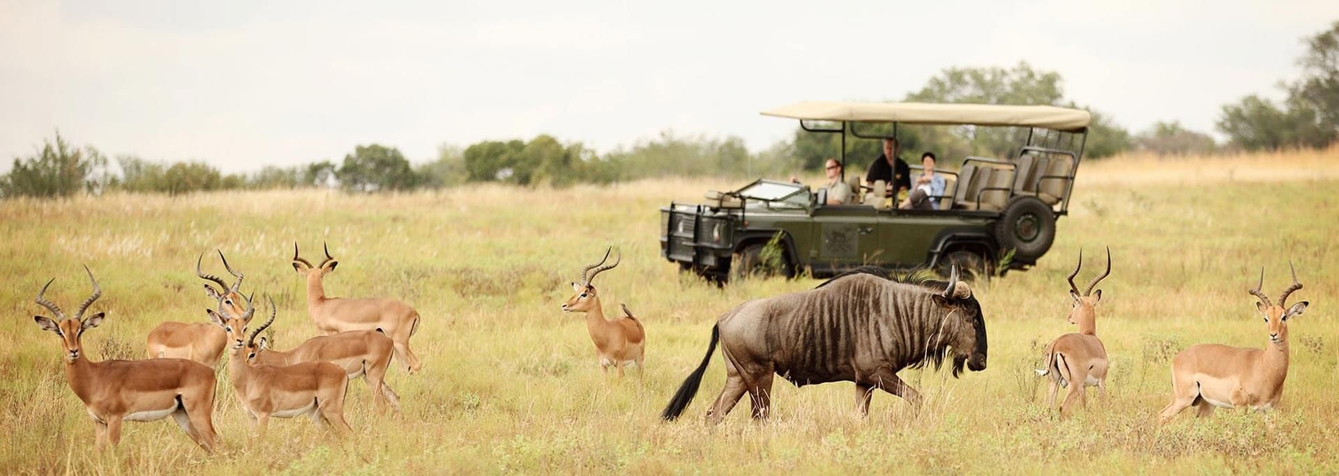 A group of antelope standing next to a jeep in a field.