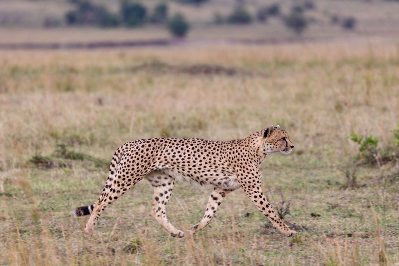 A cheetah in a national park in Nairobi, Kenya.