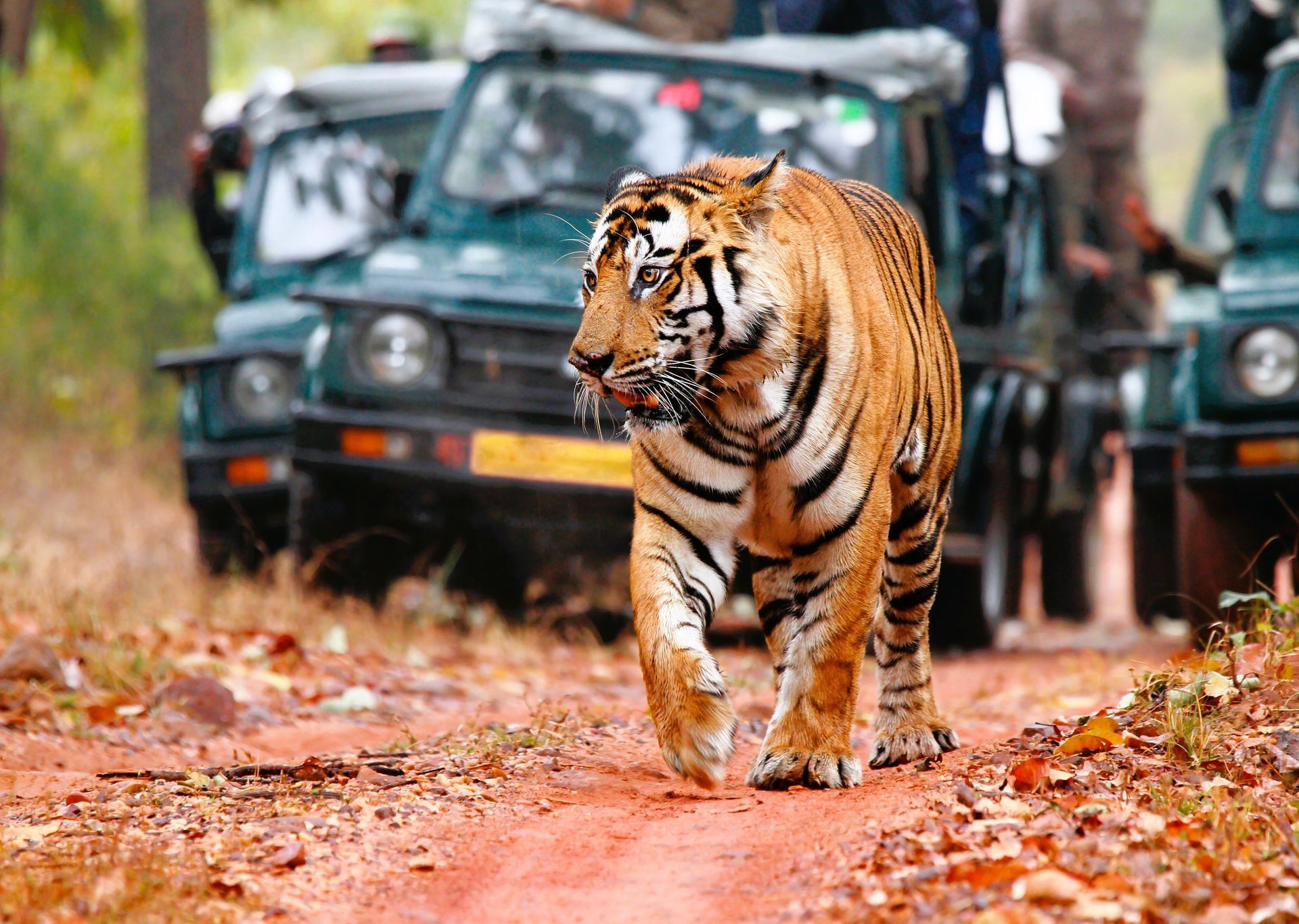 A tiger in Ranthambore National Park, Rajasthan, India.