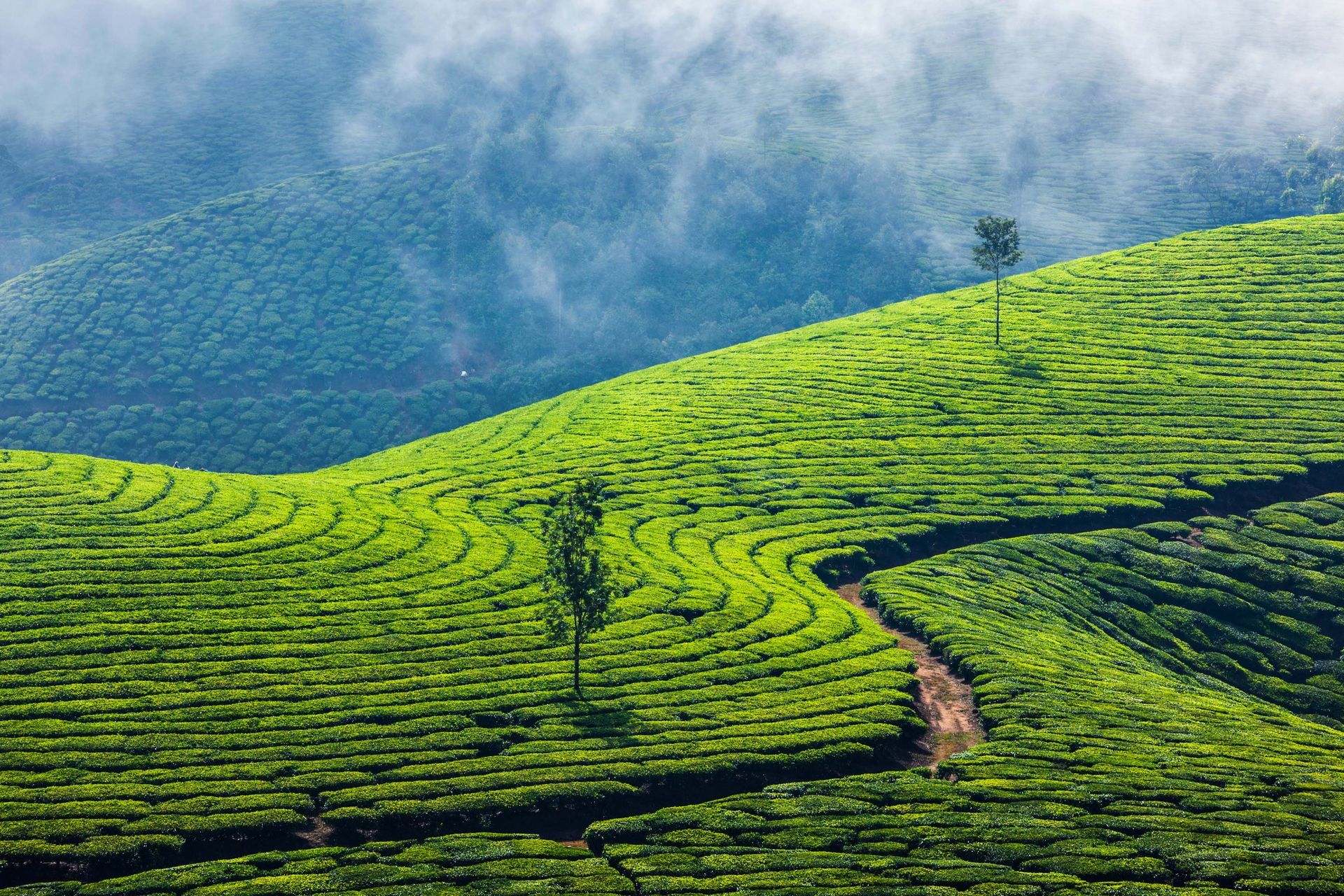 Munnar hill station in Idukki, Kerala, India.