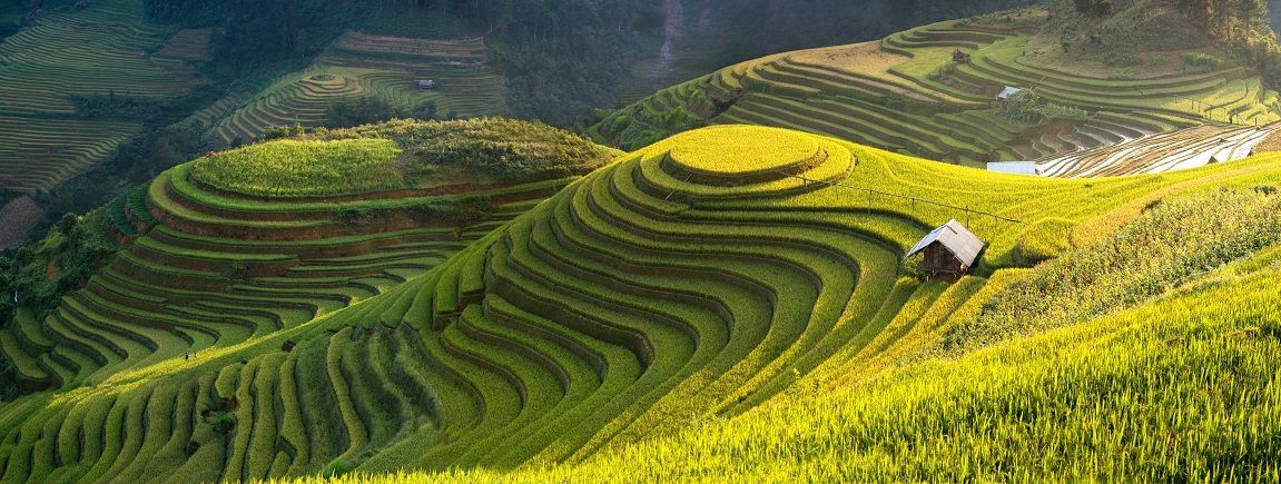A person is standing in the middle of a lush green field.