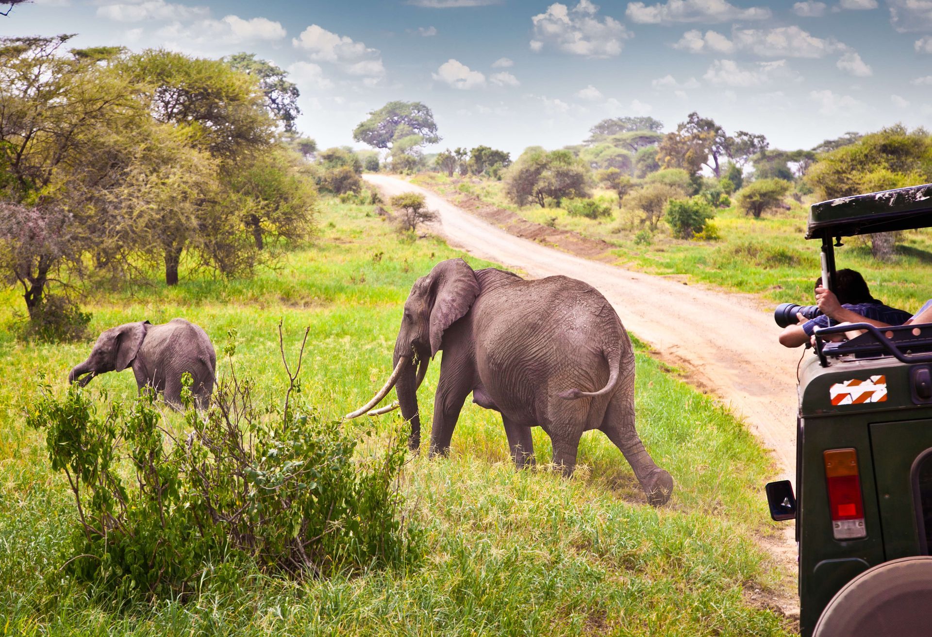 A photographer clicking pictures of an elephant and a calf during an elephant safari in Tanzania.