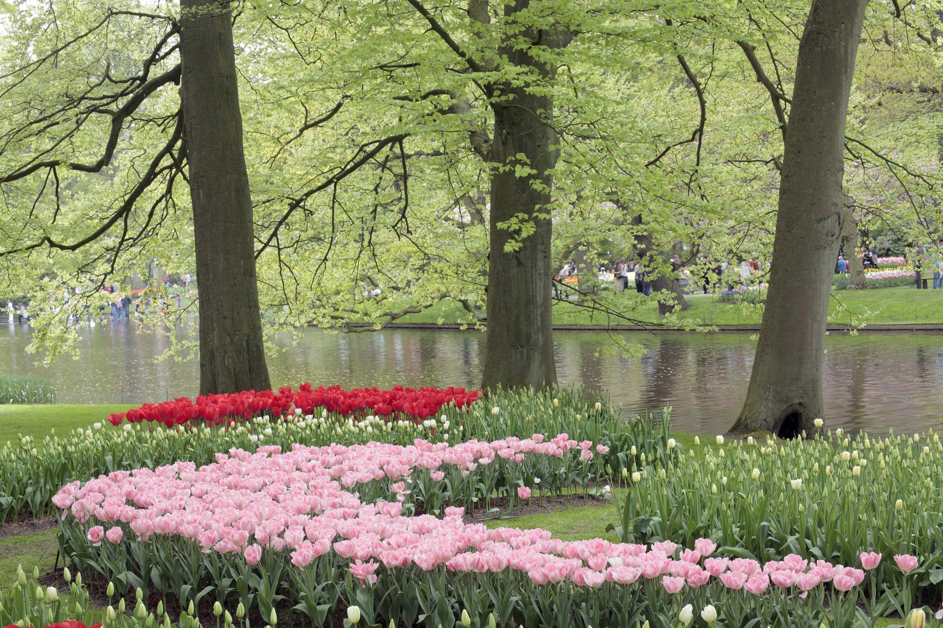 A tulip garden in Amsterdam.