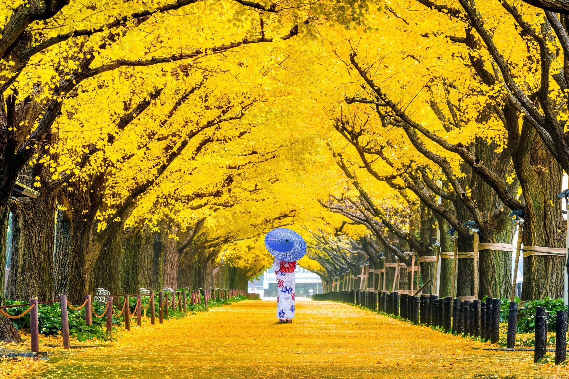 A woman in traditional Japanese attire walking through a golden path under Autumn Ginkgo trees in Japan.