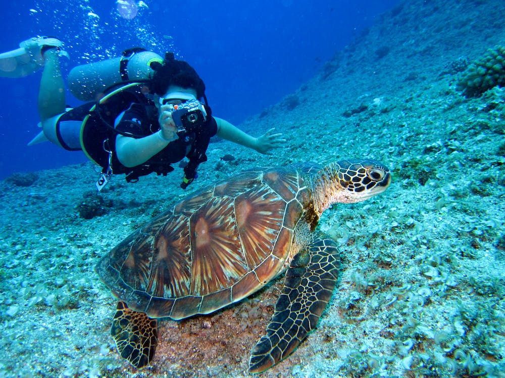 A tourist snorkelling at Marsa Alam, Egypt.
