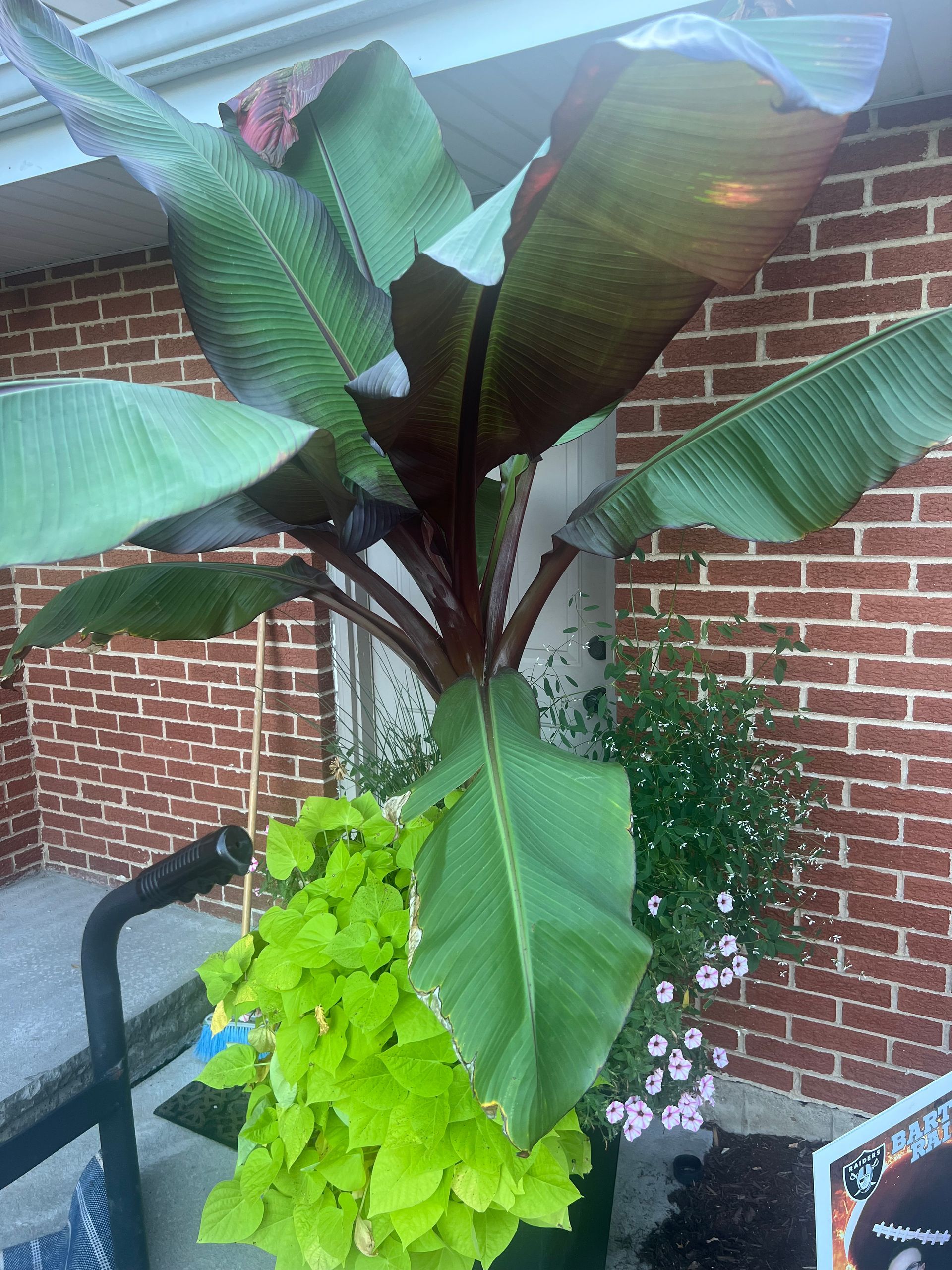 Red banana plant with large green leaves in a pot with other flowers, beside a brick wall.