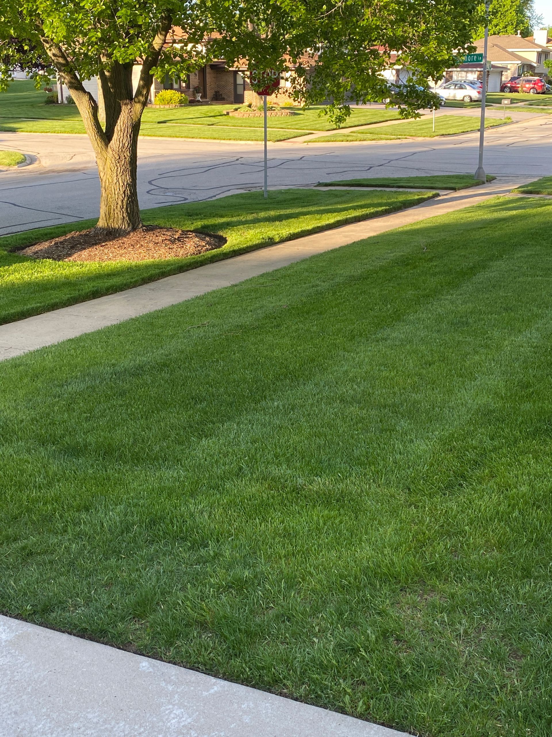 A lush green lawn with a tree in the background and a sidewalk.