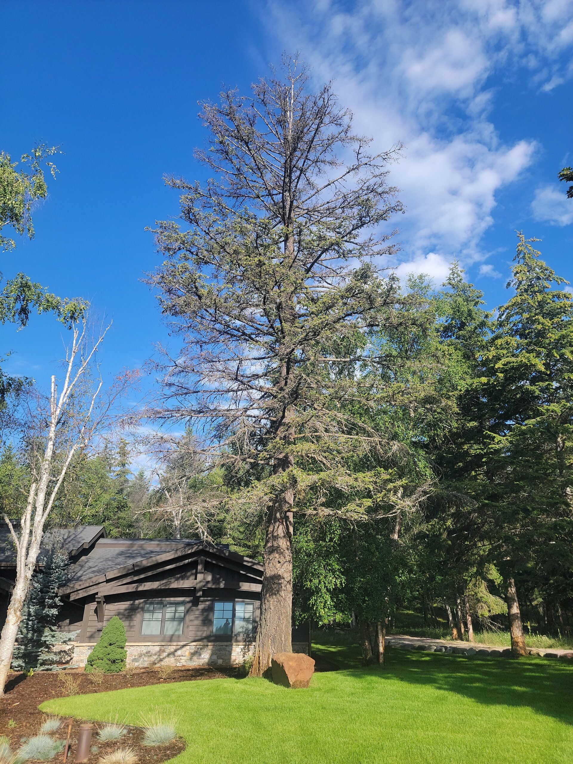 A man is cutting a tree with a chainsaw.