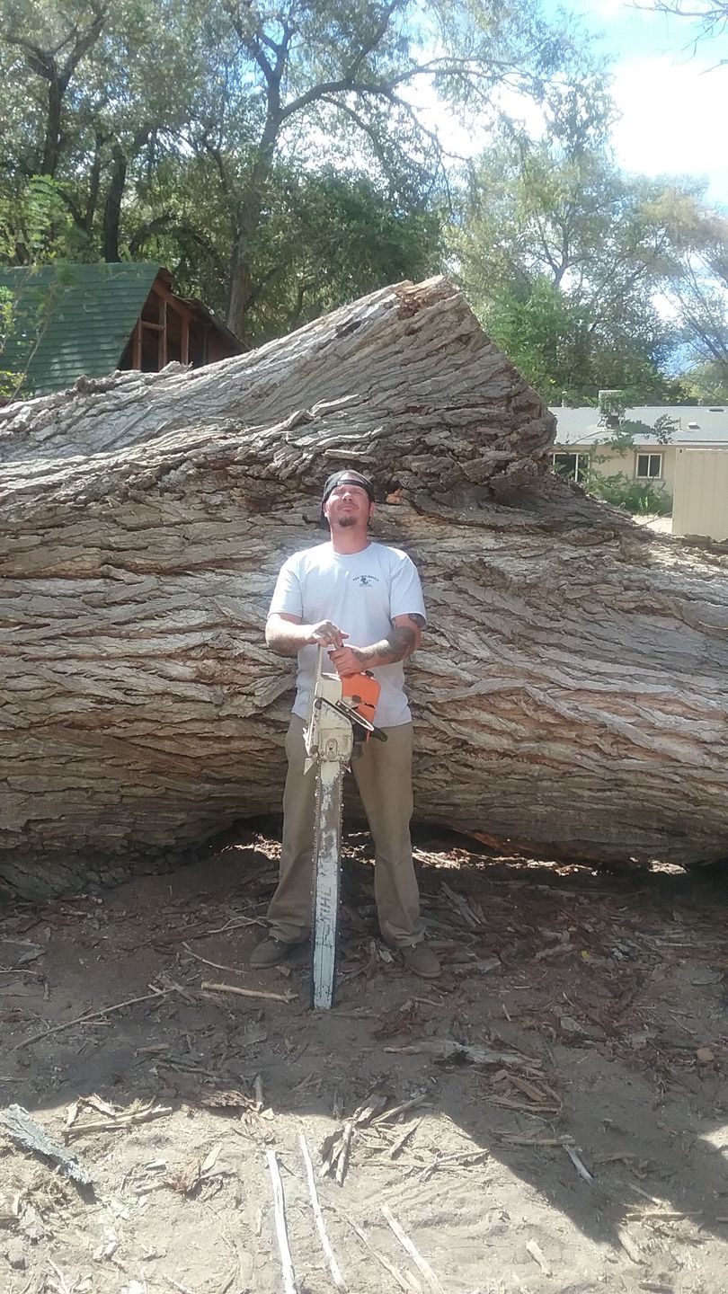 A man is cutting a tree with a chainsaw.