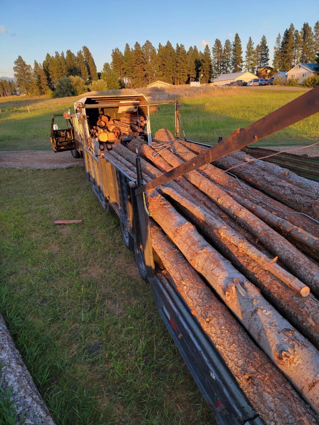 Stacked pine and spruce tree logs, a pile of sawn trees from the wild forest.