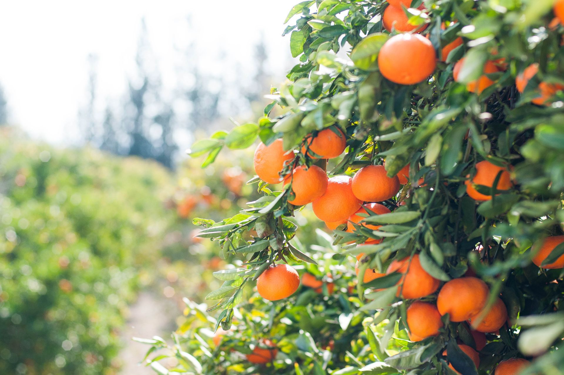 Orange fruit tree with ripe oranges hanging from its branches.