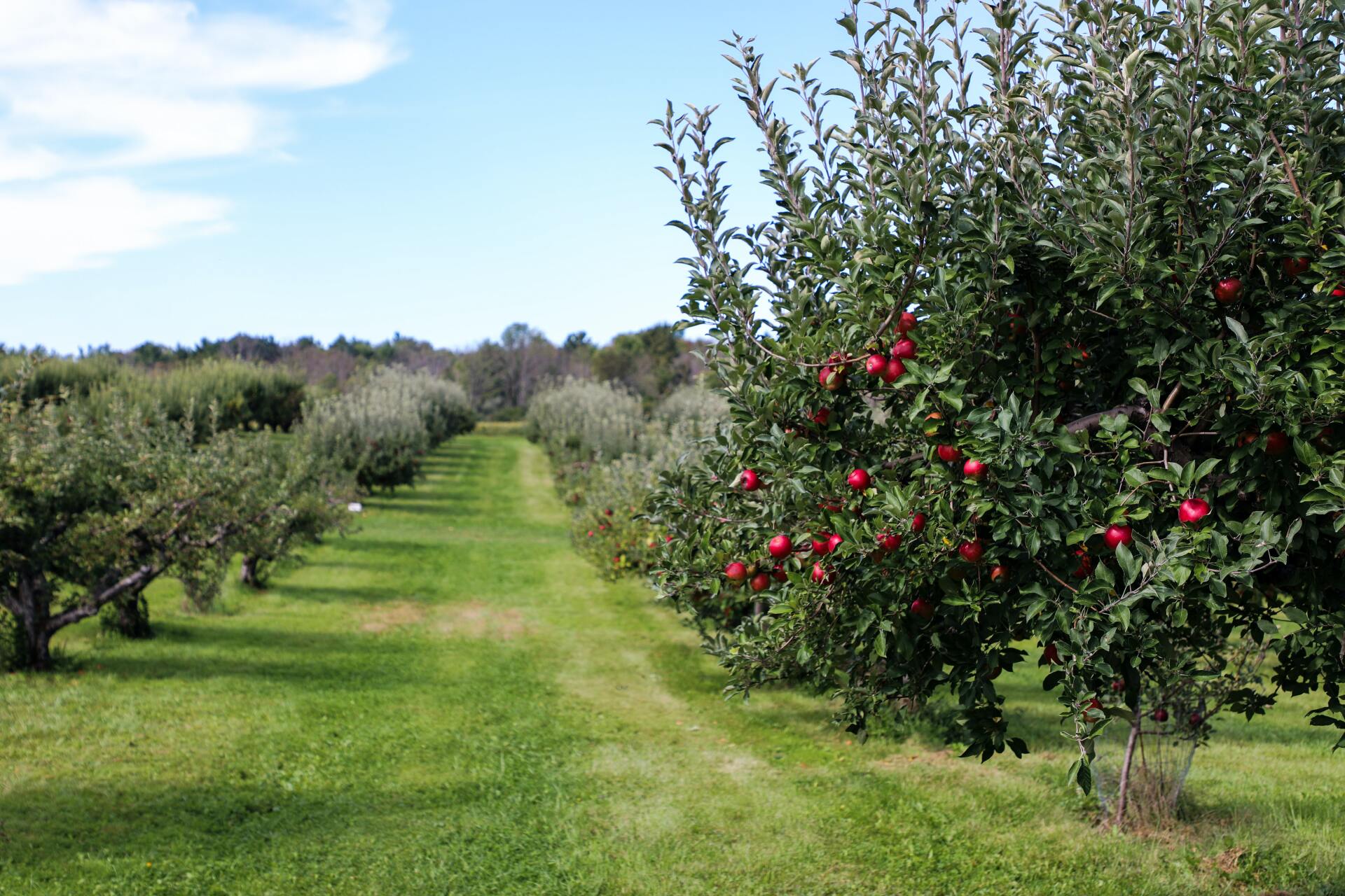 Ripe apples hanging from tree branches in a lush orchard, ready for harvesting.