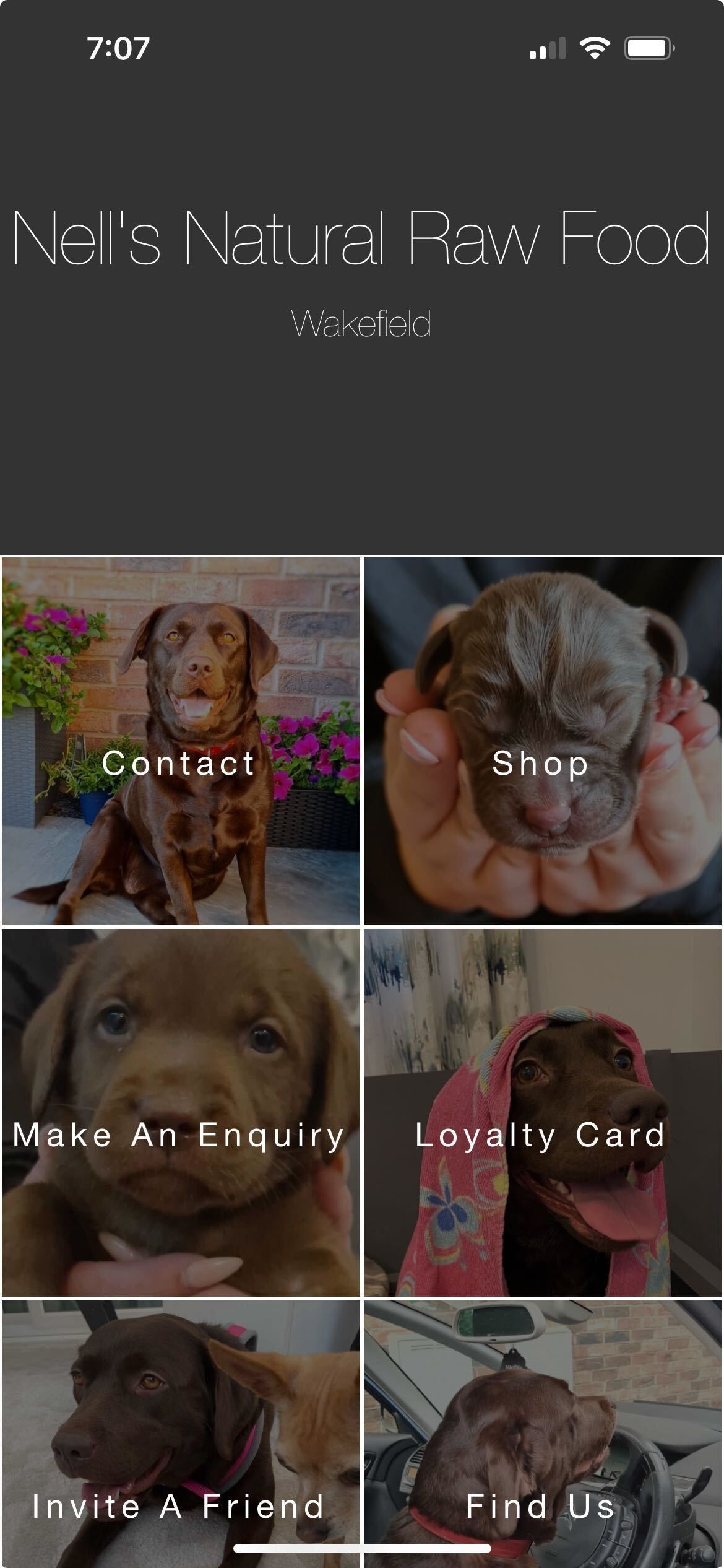 A person is holding a puppy in their hands.