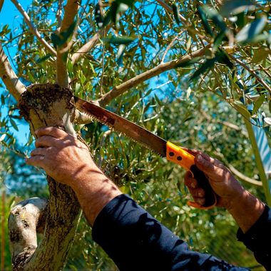 Branch Trimming — Yuba City, CA — Twin Cities Tree Service