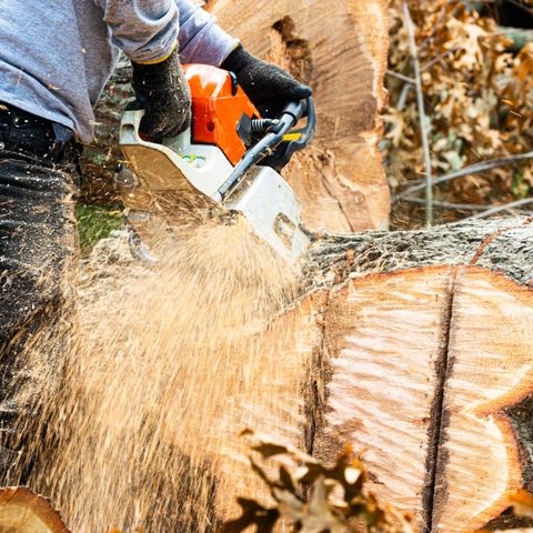 Tree Removal — Yuba City, CA — Twin Cities Tree Service