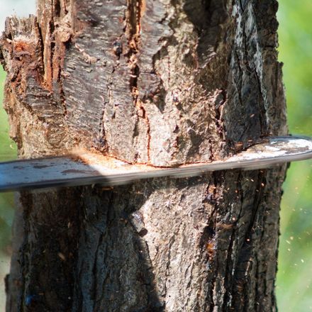 Tree & Shrub Removals — Yuba City, CA — Twin Cities Tree Service