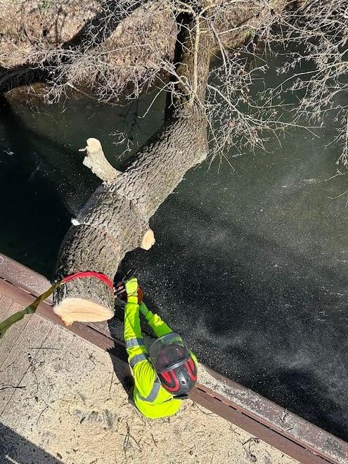 Man Trimming Branches — Yuba City, CA — Twin Cities Tree Service