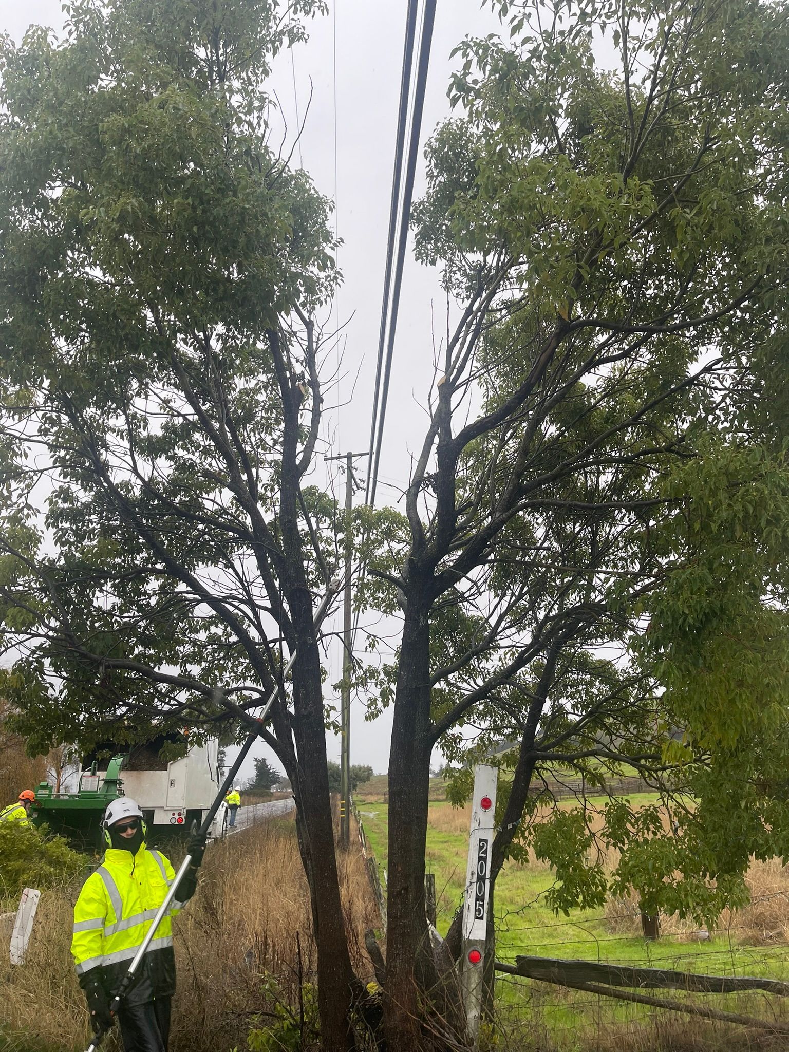 Branch Trimming — Yuba City, CA — Twin Cities Tree Service