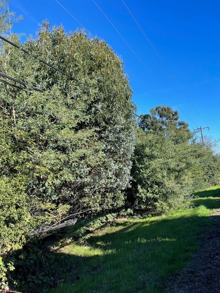 Tree & Shrub Trimming — Yuba City, CA — Twin Cities Tree Service