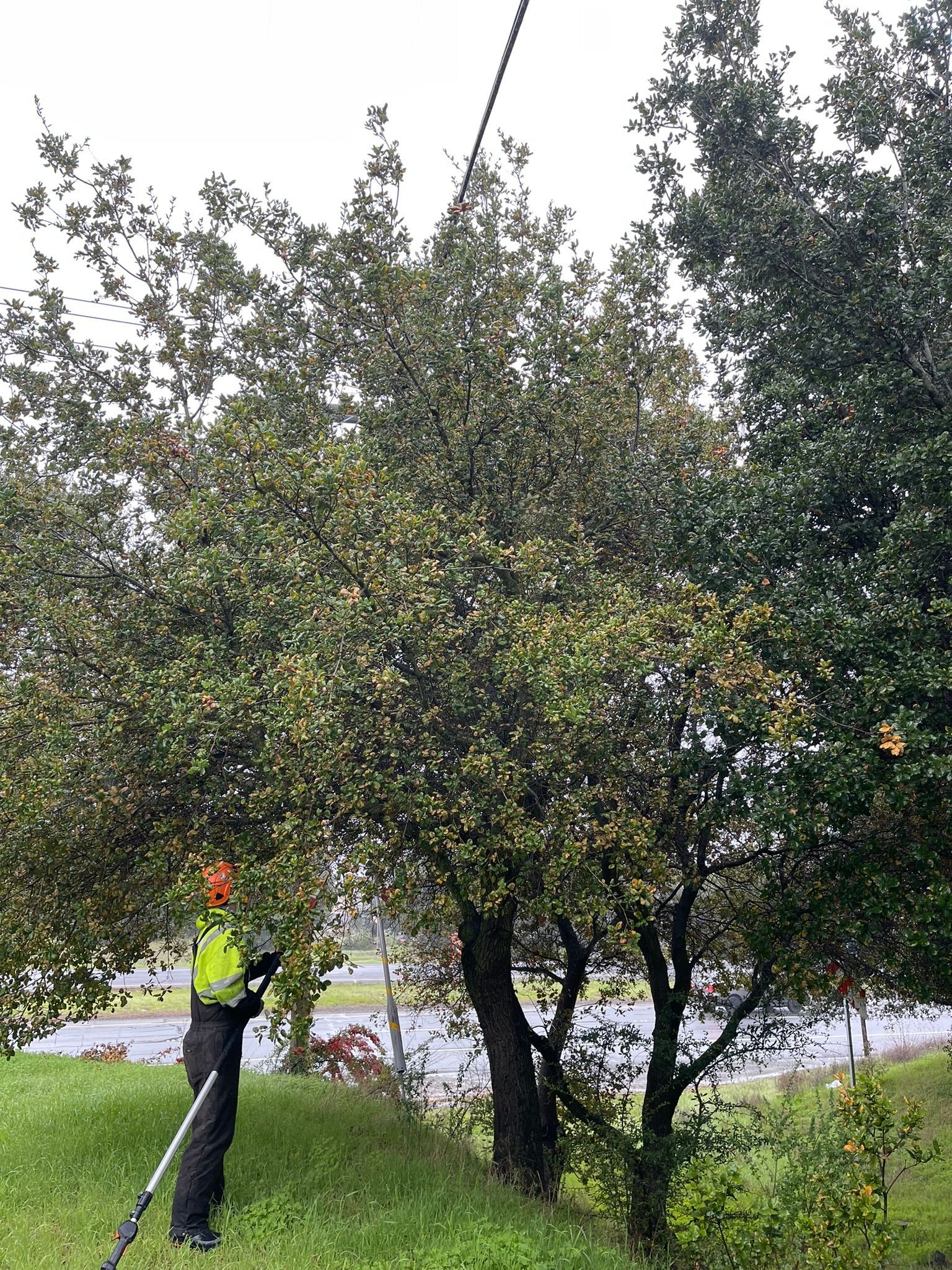 Crown Reduction/Topping — Yuba City, CA — Twin Cities Tree Service