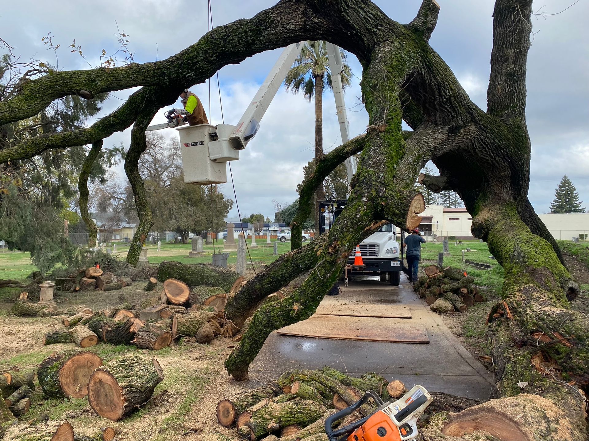 Emergency Tree Removals — Yuba City, CA — Twin Cities Tree Service