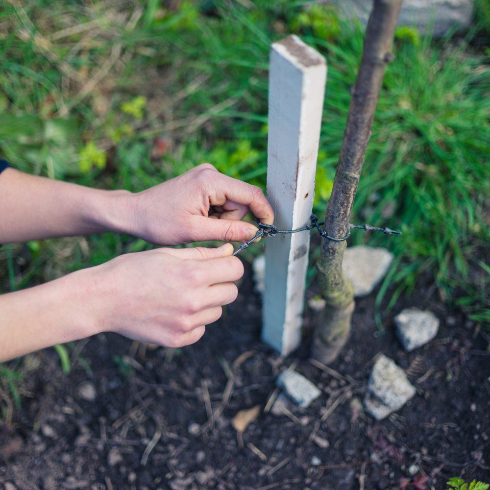 Tree Support — Yuba City, CA — Twin Cities Tree Service