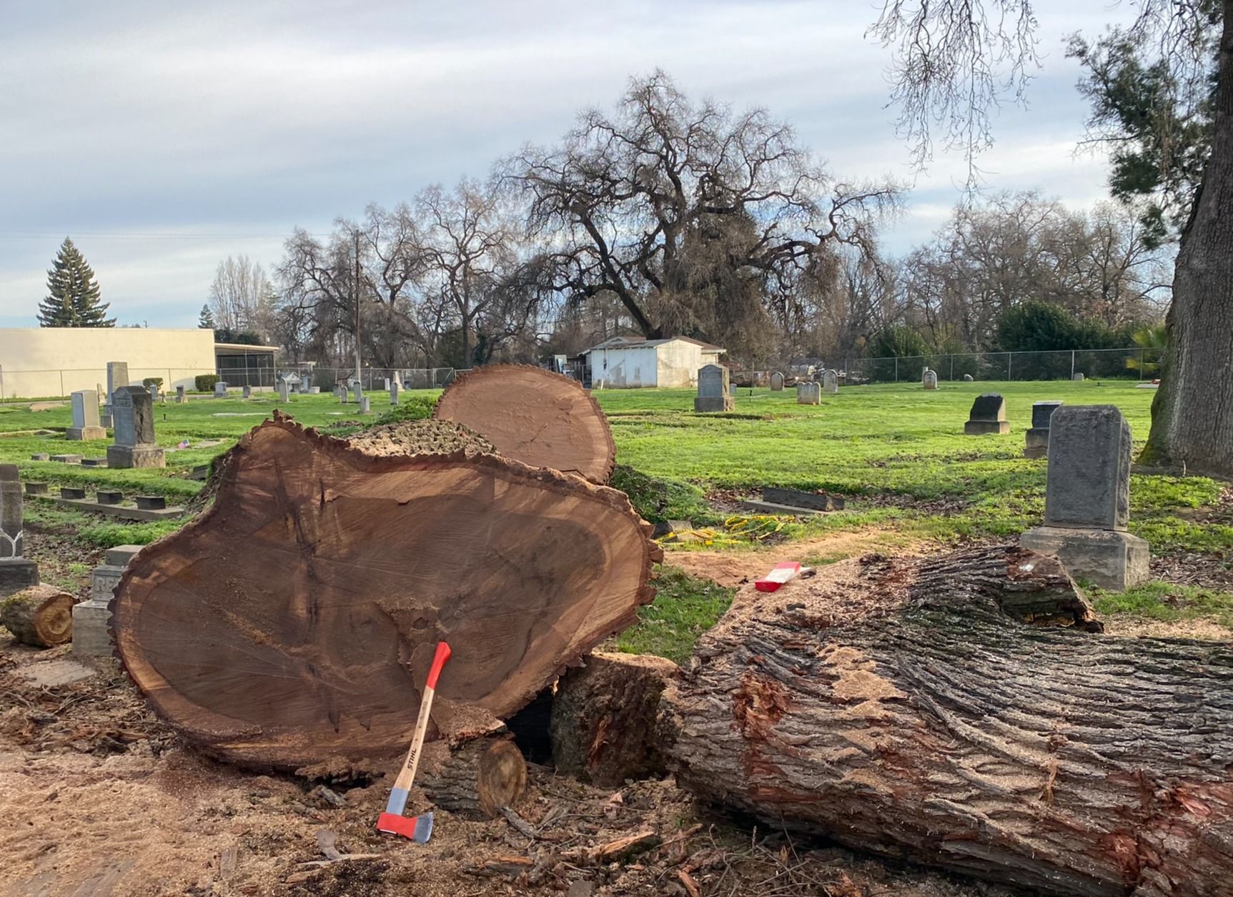 Tree Removal — Yuba City, CA — Twin Cities Tree Service