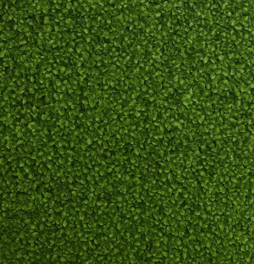 Close-up of dense, green, textured surface resembling a patch of moss or foliage.