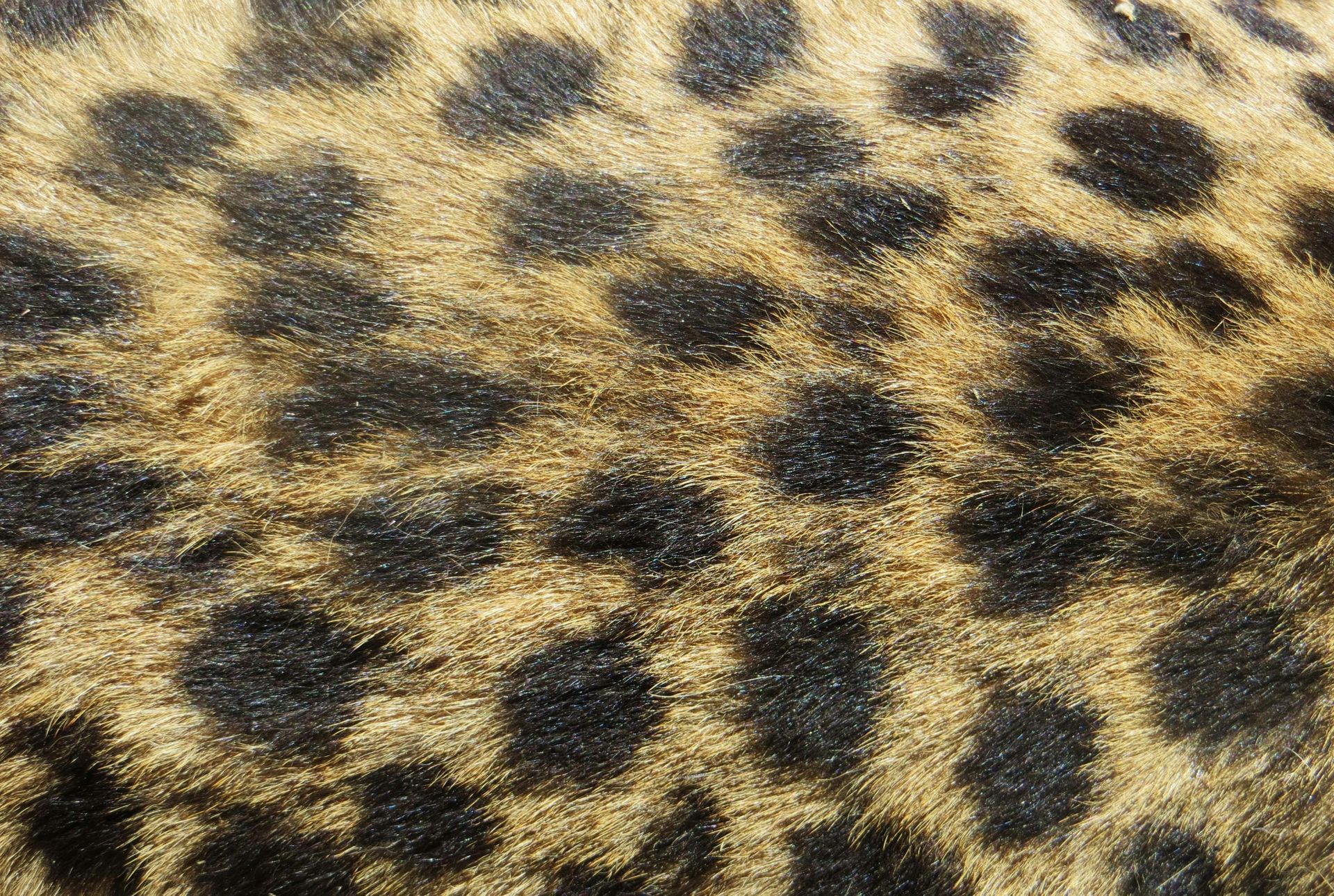 Tan and brown leopard fur with black spots.