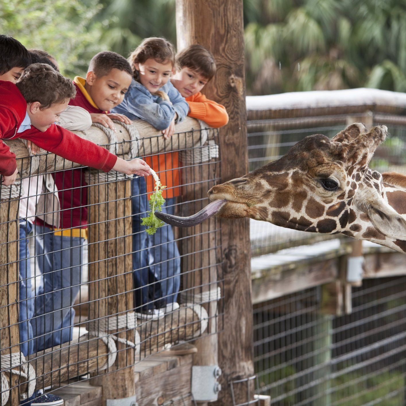 Children At Zoo Feeding Giraffe — Raleigh, NC — Pamela's Daycare Center