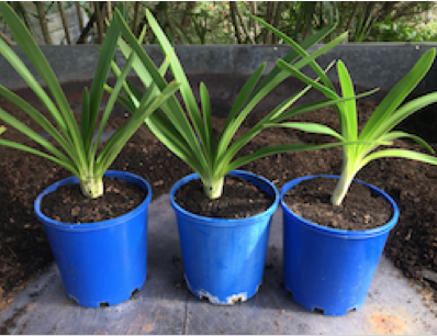 potted agapanthus after division
