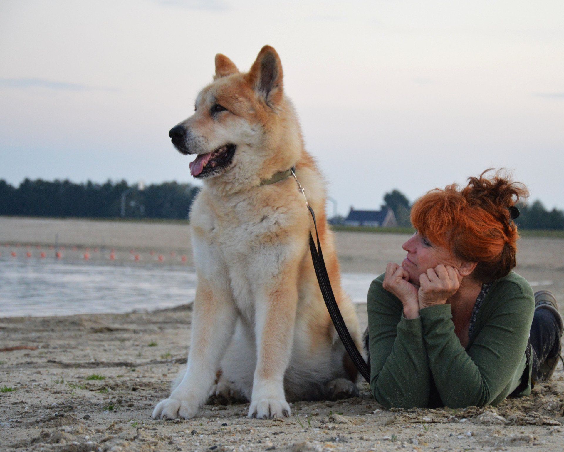 Akita Hoochi asiel hond, buddy irma, mens en akita