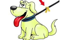 gele hond, yellow dog, Akita, spiegel vban de ziel, TREC, events. buddy voor mens en Akita, RCN Zeewolde