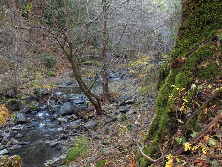 A river in the middle of a forest surrounded by trees and rocks