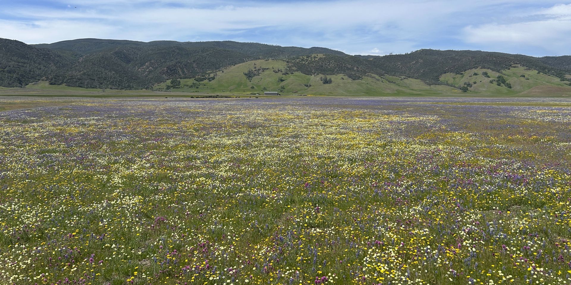 Wildflowers and Molok Luyuk