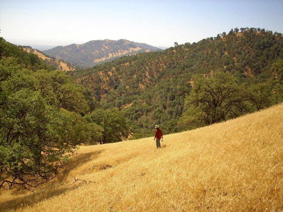 A person standing in a field with trees in the background