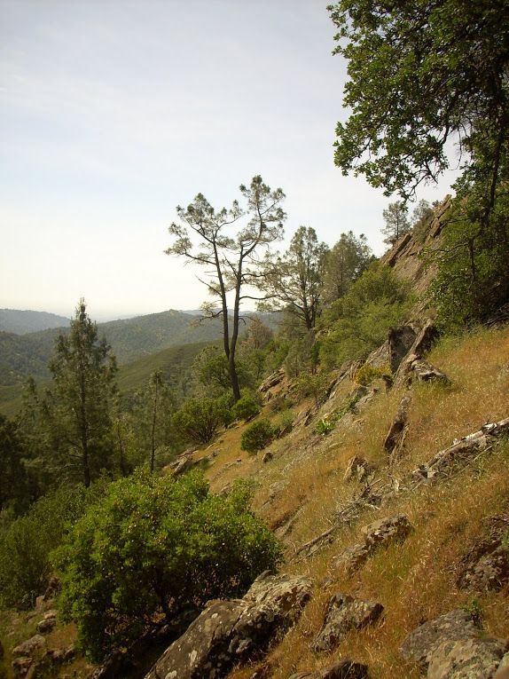 A hillside with trees and rocks on it