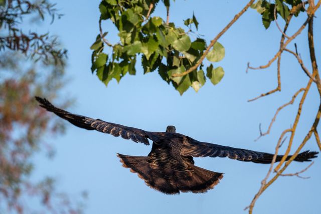 Turkey In Flight Wild Turkey Flying Ability