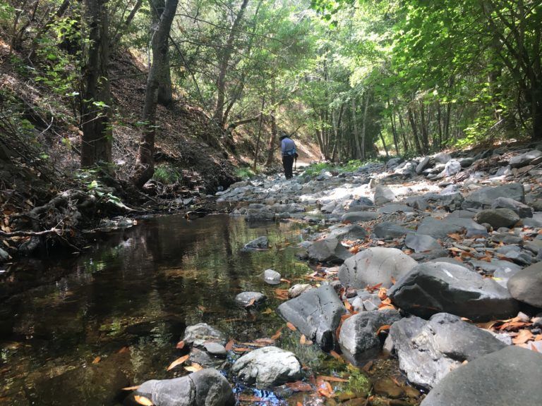 A person is walking along a stream in the woods.