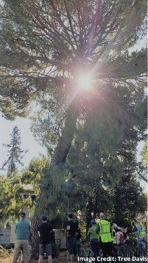 People looking up at a large tree