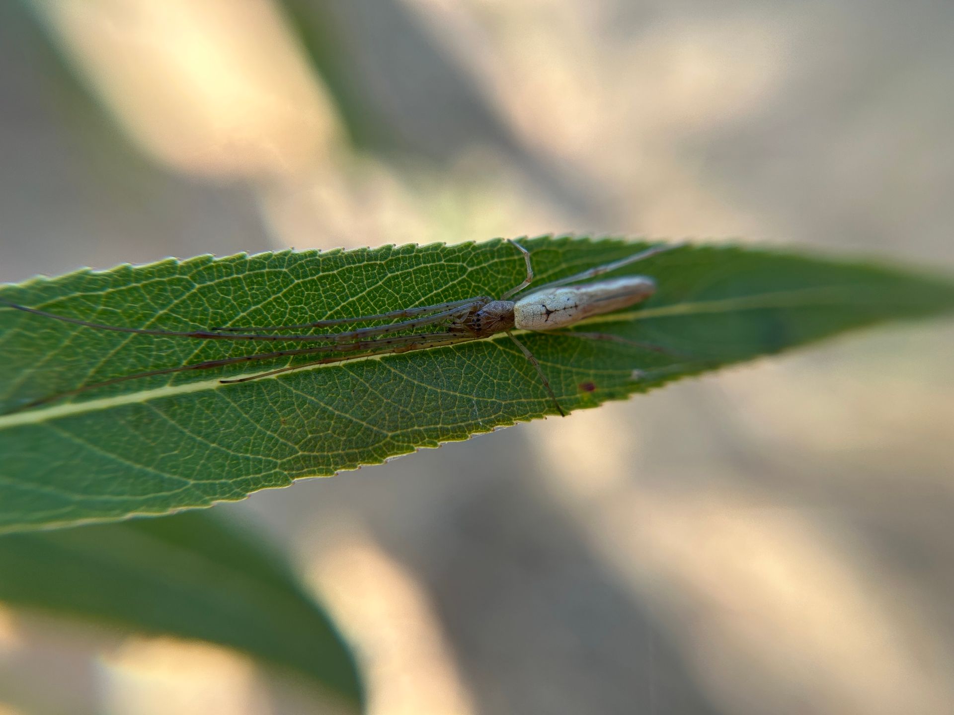 Stretch spider on a leaf