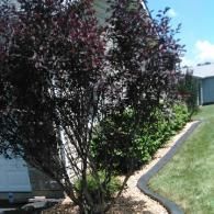 Dark-leafed shrub beside a lawn and house, with a curved garden border